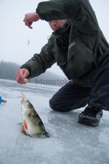 <h5>Mies nostaa ison ahvenen</h5><p>Nuuksion pikkulammelta saatu yli kilon painoinen ahven. Tunnus: img_5507</p>