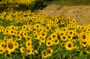 <h5>Auringonkukkia</h5><p>Auringonkukkapelto Tammisaaren maalaismaisemissa. Tunnus: img_5213</p>