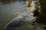 <h5>Iso hauki</h5><p>Mies vapauttaa suuren yli 10 kg hauen. Liian suuri ruokakalaksi. Tunnus: img_2302</p>