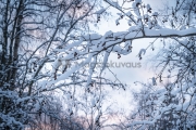 <h5>Jäätyneitä lumisia oksia</h5><p>Jouluaattona Oulunjoen varrella olevassa puistossa. Tunnus: img_5163</p>