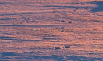 <h5>Jäljet lumessa</h5><p>Aamun ensimmäiset auringon säteet valaisevat kanin jäljet . Joulukuun ensimmäiset lumet. Tunnus: img_7257</p>