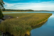 <h5>Kaislikko</h5><p>Kaislikkoa on Porvoon saaristossa kilometritolkulla. Tunnus: img_3328</p>