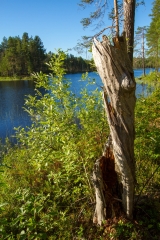 <h5>Kelopuu</h5><p>Vanha kelottunut puunpuolikas Pohjois-Karjalassa. Tunnus: img_2958</p>