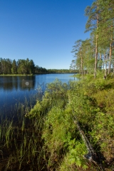 <h5>Korpimaasto</h5><p>Erämainen järvi Pohjois-Karjalassa. Tunnus: img_2957</p>