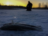 <h5>Kuhan pilkkijä</h5><p>Mies pilkkii kuhaa auringon laskiessa. Tunnus: img_4373</p>
