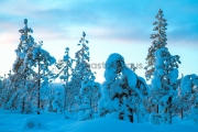 <h5>Lumen peittämä metsä</h5><p>Puut notkuvat paksusta lumesta. Tunnus: img_5225</p>