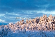 <h5>Luminen maisema</h5><p>Auringon kajo ottaa lumiseen metsään. Tunnus: img_5187</p>