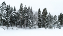 <h5>Luminen metsä</h5><p>Lumi peittää kuusimetsän. Tunnus: img_8592</p>