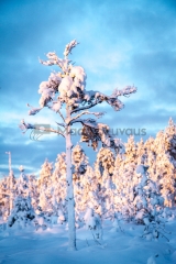 <h5>Luminen puu</h5><p>Suometsässä kasvava pieni luminen mänty. Tunnus: img_5212</p>