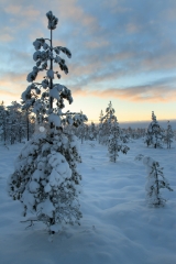 <h5>Luminen mänty</h5><p>Auringonlasku kajastaa lumisen männyn takaa. Tunnus: img_5223</p>