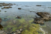 <h5>Merilevä</h5><p>Rannan tuntumassa kasvavaa merilevää. Tunnus: img_4192</p>