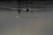 <h5>Merilokki ui iltahämärässä</h5><p>Aurinko on laskemassa ja lokki ui tyynessä meressä jättäen jälkeensä hennon auran. Tunnus: img_1331</p>