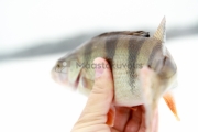 <h5>Ahven talvella</h5><p>Pilkkiongella kalastettu ahven Porvoon saaristosta. Tunnus: img_0061</p>