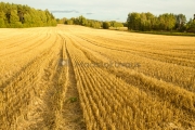 <h5>Puitu pelto</h5><p>Vasta puitu pelto Raaseporissa syyskuussa. Tunnus: img_5136</p>