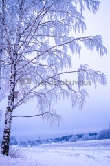 <h5>Puu kuurassa</h5><p>Kuura oli peittänyt Helsingin Haltialan lähiseudun puut eräänä kylmänä talviaamuna. Tunnus: img_8504</p>