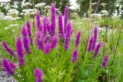 <h5>Saariston kukkia</h5><p>Saaristo on kesäisin täynnä kauniita värejä ja ihania tuoksuja. Tunnus: img_3485</p>
