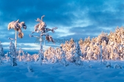 <h5>Sininen hetki talvella</h5><p>Aurinko on juuri laskemassa ja sininen heti valtaa luonnon. Tunnus: img_5208</p>