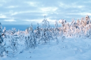 <h5>Pohjois-suomalaista talvimaisemaa</h5><p>Soinen talvinen erämaa. Tunnus: img_5191</p>