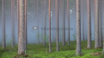 <h5>Usva metsässä</h5><p>Onko tämä sitä kuuluisaa lonkerosumua? Tunnus: img_0042</p>