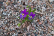 <h5>Yksinäinen kukka</h5><p>Keskellä hiekan peittämää karua saarta pistää esiin kaunis kukkapari. Tunnus: img_3489</p>